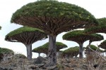 dracaena draco grupo
