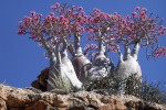Adenium-obesum-socotora2