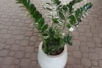 zamioculcas