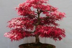 acer-palmatum-BONSAI-300x300