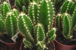 Cereus peruvianus - cactus