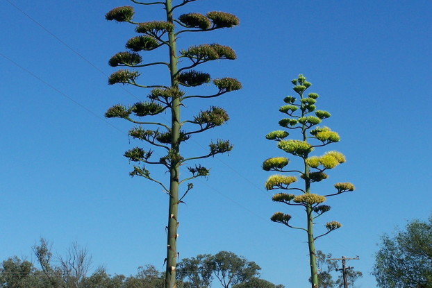 agave americana - vara floral