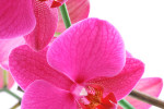 orquideas