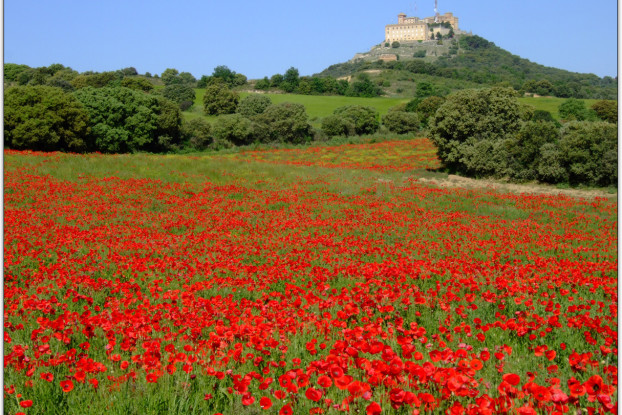 campo de amapolas