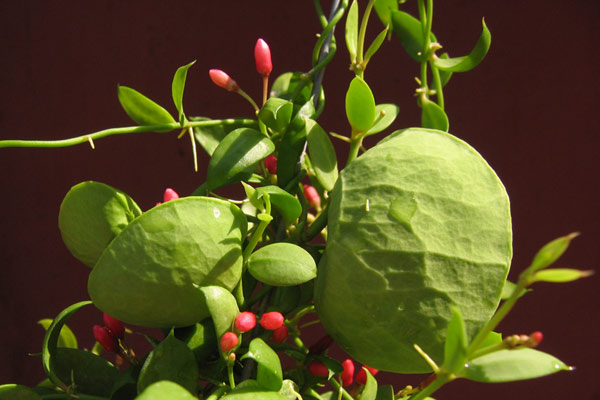 Dischidia – La planta de les formigues
