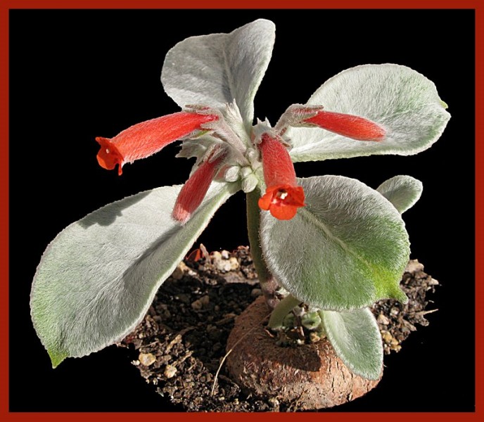 Sinningia leucotricha – El Edelweiss brasiler
