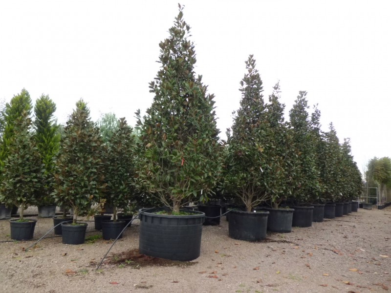 venda arbres a barcelona
