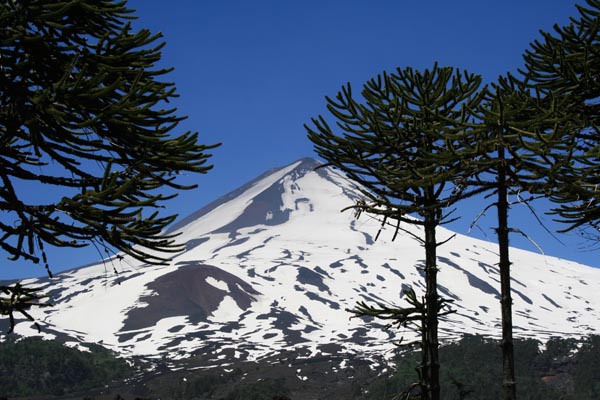 La Araucaria – Monument Nacional de Xile