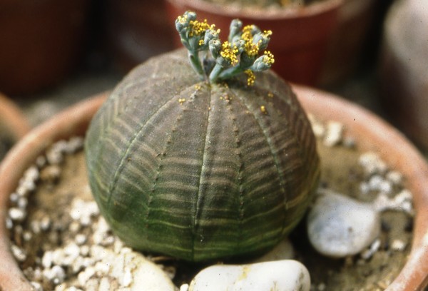 Euphorbia obesa – El cactus esfèric