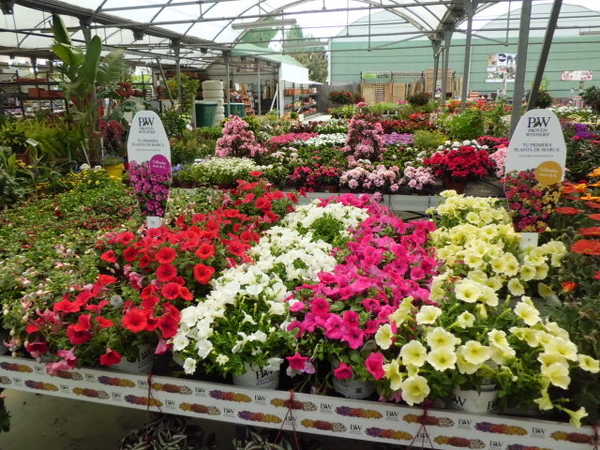 proven-winners-barcelona-garden-catalunya-plants-1
