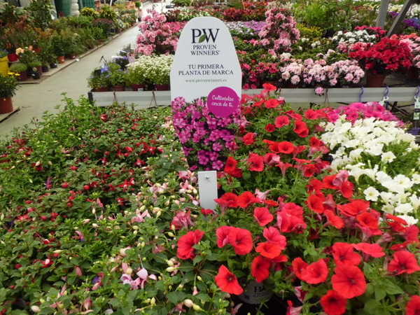 proven-winners-barcelona-garden-catalunya-plants-2