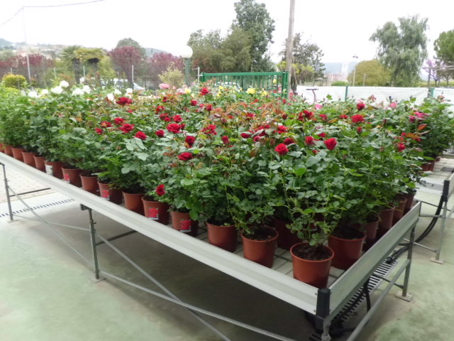 Rosers Meilland de Primavera a la venda