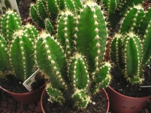 Cereus peruvianus – Cactus de l´ordinador