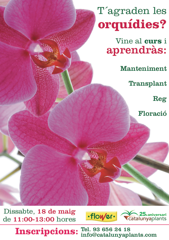 Curs orquídies