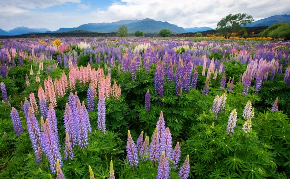 Lupinus – La planta dels tramussos