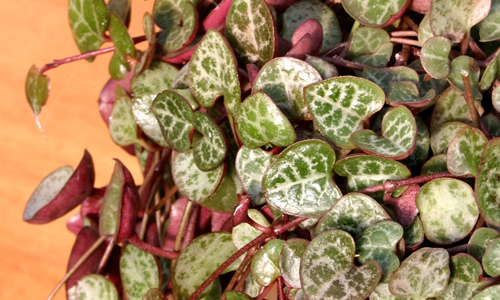 Ceropegia woodii – El collar de cors