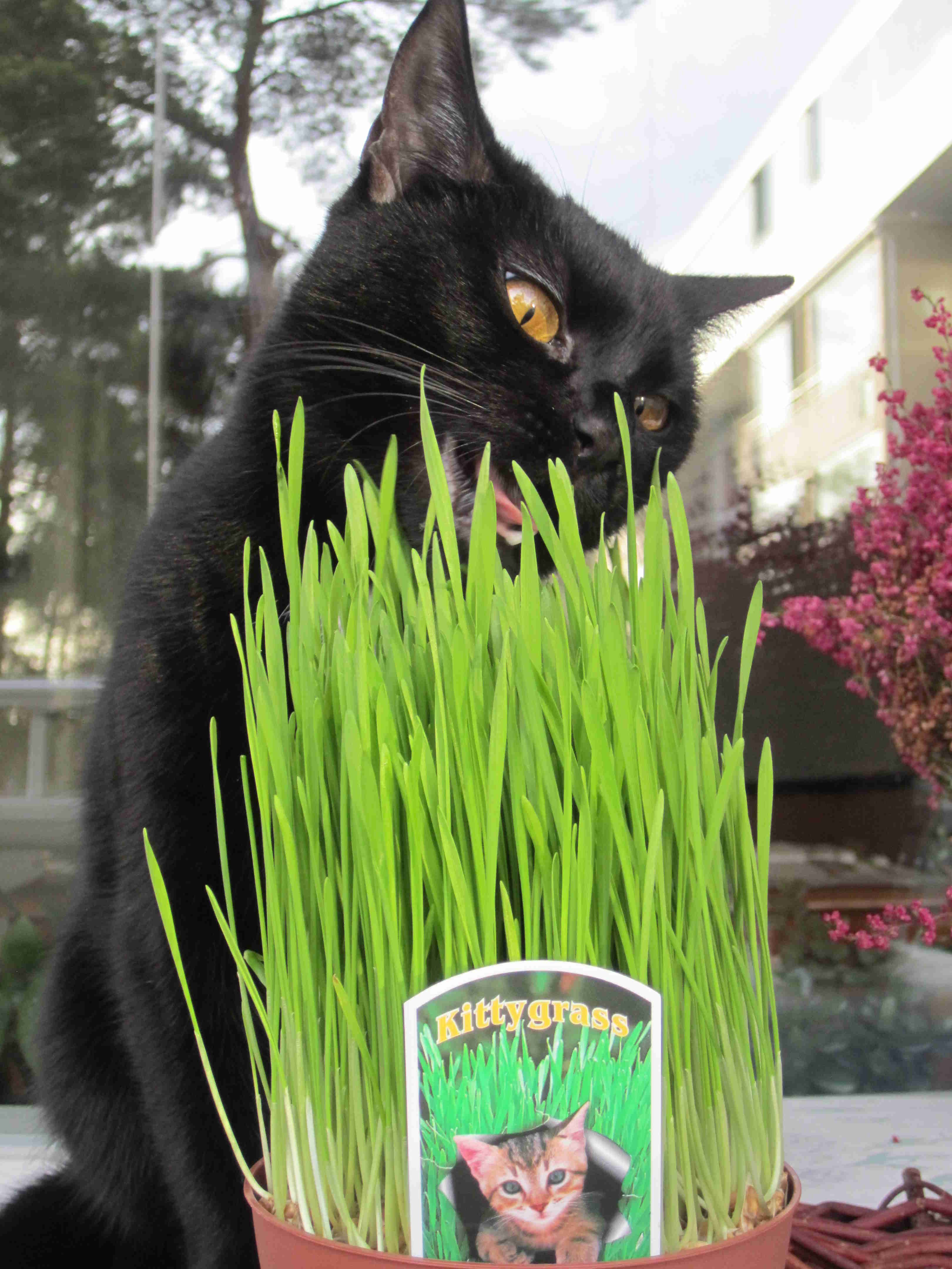 L´Herba de Gat – Purgant natural per al nostre felí