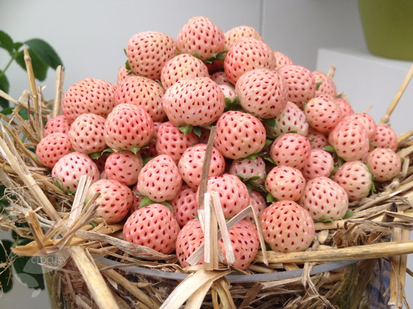 Ja tenim Pineberry!