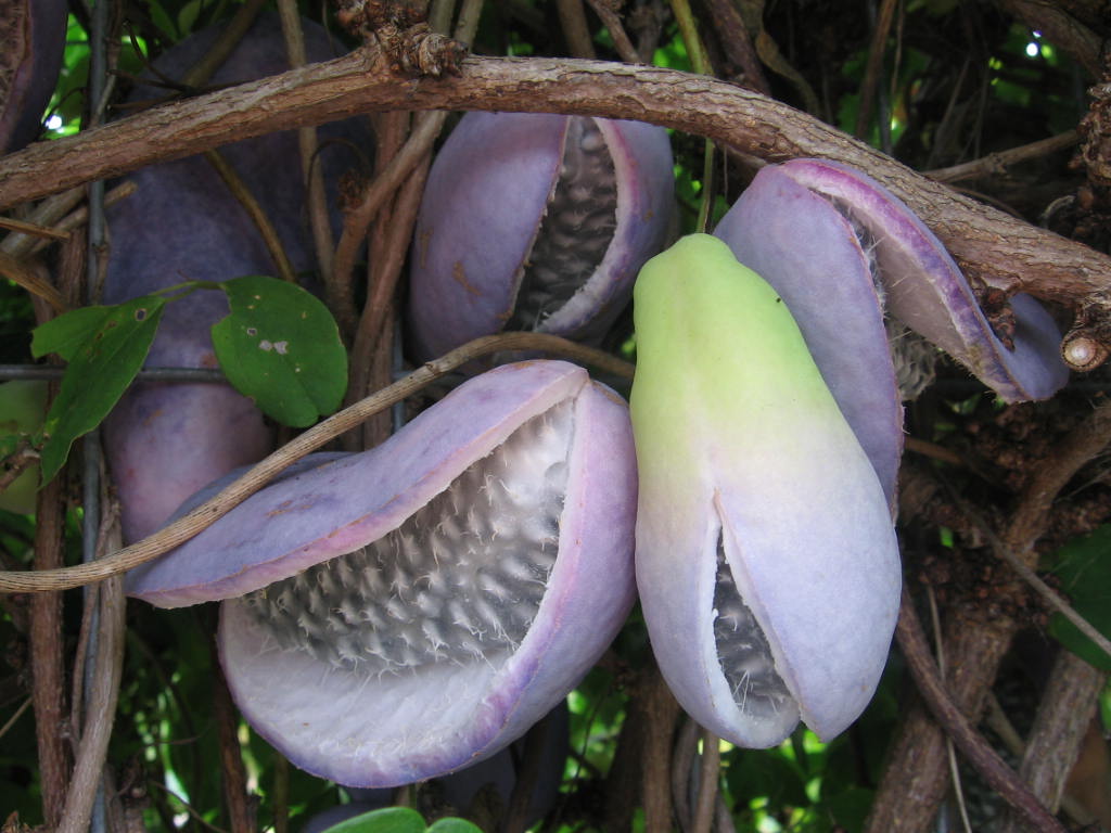 Akebia quinata – L´Enfiladissa xocolata