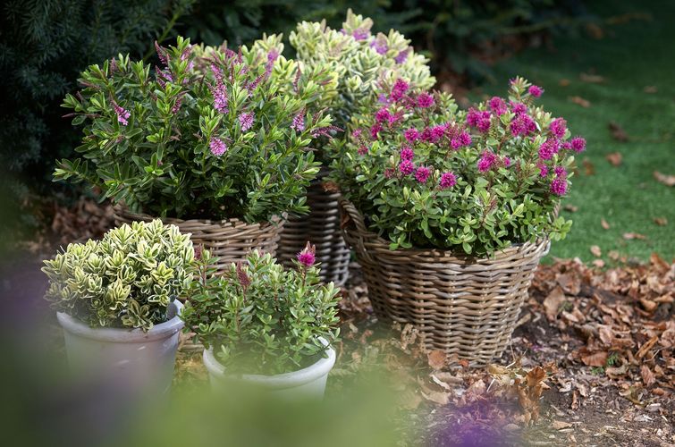 Els Hebes – Molt més que Veròniques