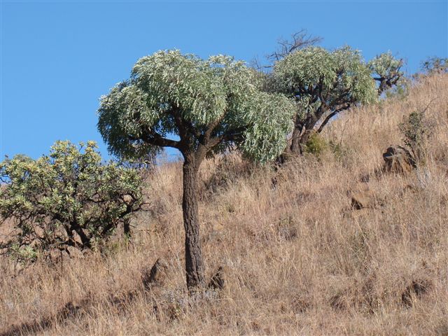 Cussonia – Menjar d´elefants