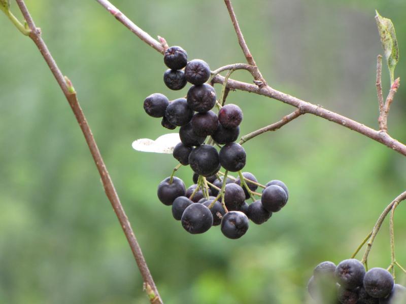 Aronia melanocarpa – Antioxidant natural