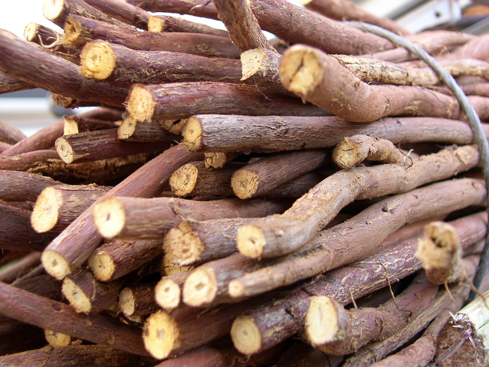 Glycyrrhiza glabra – La planta de la Regalèssia