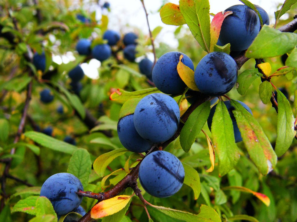 L´Aranyoner – La planta del Pacharán