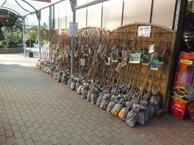 Comença la temporada de plantació dels Arbres Fruiters