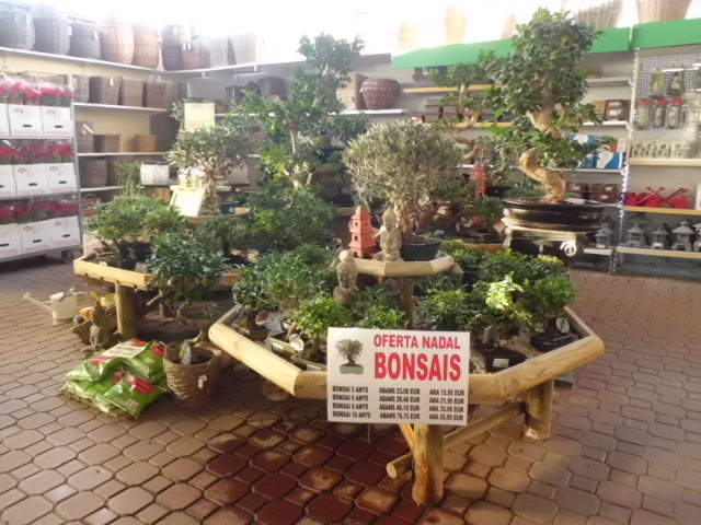 Oferta Especial de Bonsais per Nadal