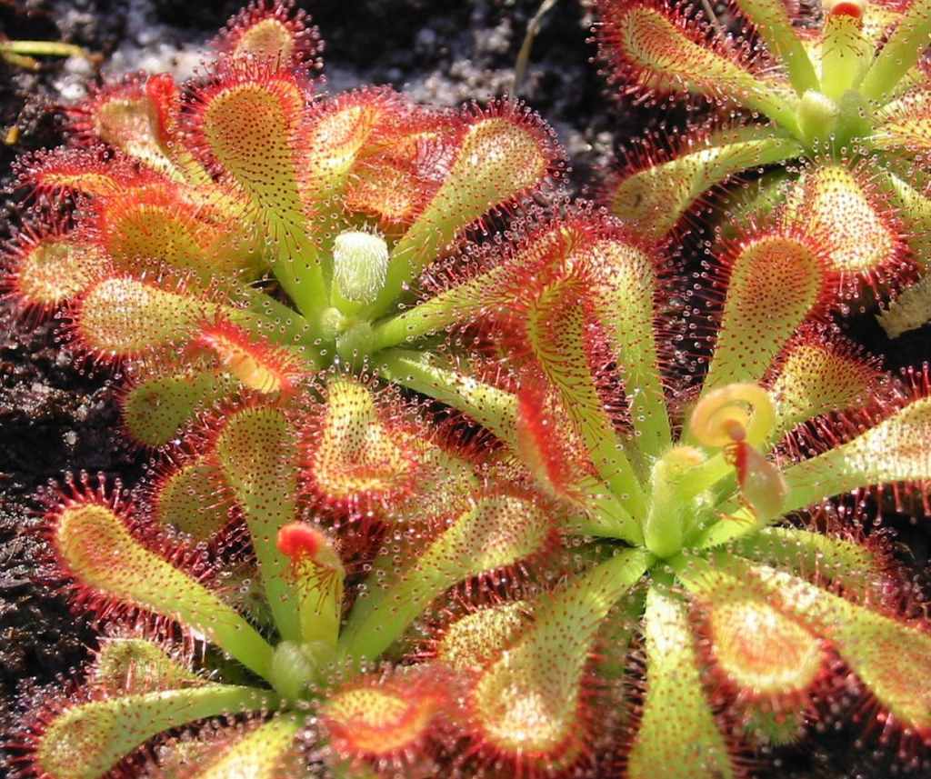 Drosera – La Carnívora de les gotes de rosada