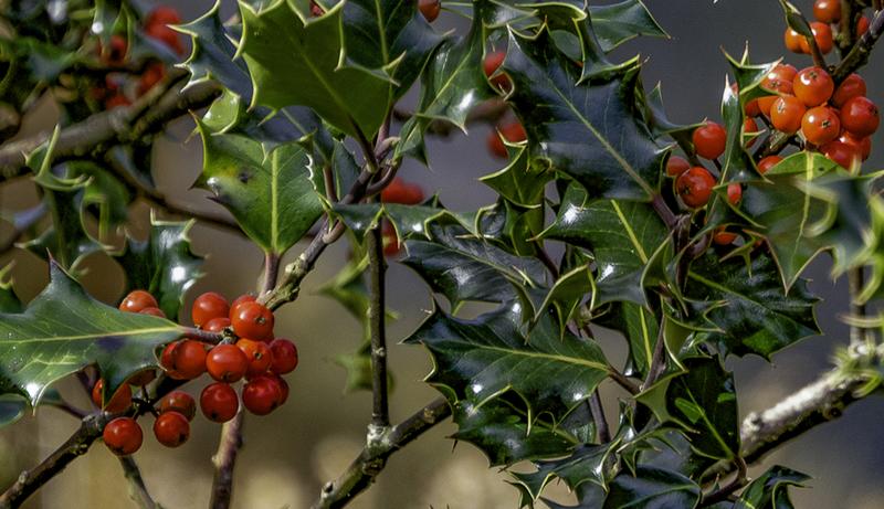 El Boix Grèvol: un arbust molt nadalenc