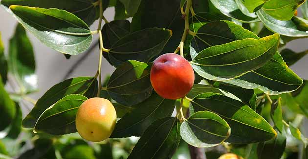 El Ginjoler – Arbre fruiter mediterrani