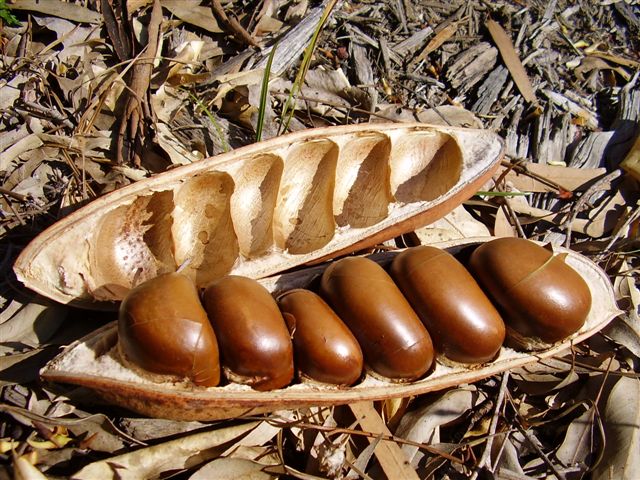 Castanospermum australe – El Castanyer d´Austràlia