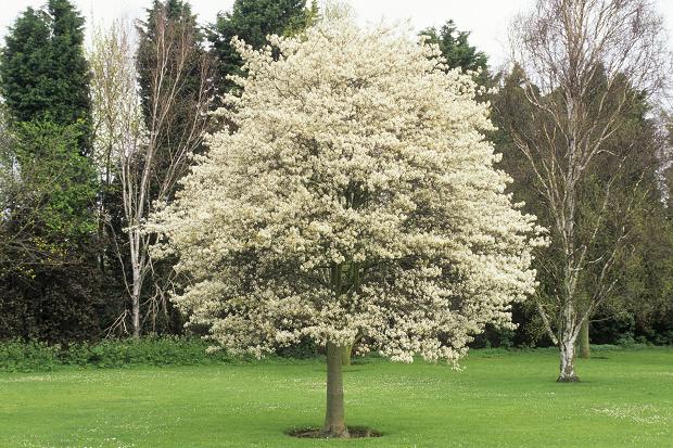 Amelanchier lamarckii – Planta de doble ús