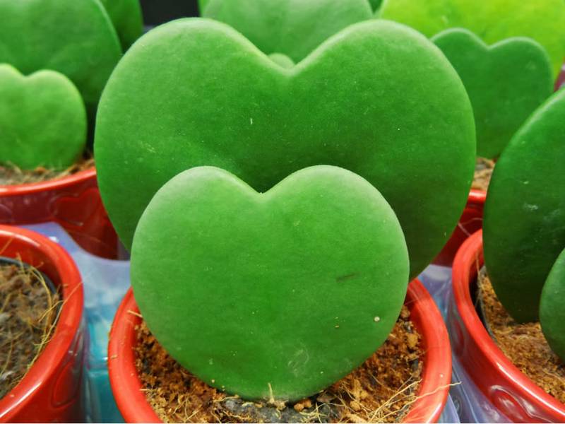 Hoya kerrii – Planta del cor