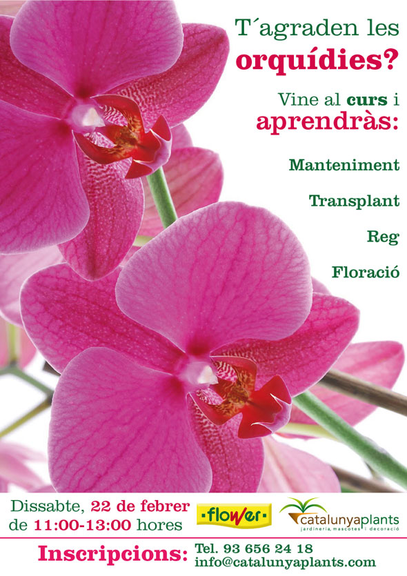 T´agraden les orquídies? Apunta´t al nostre curs gratuït.