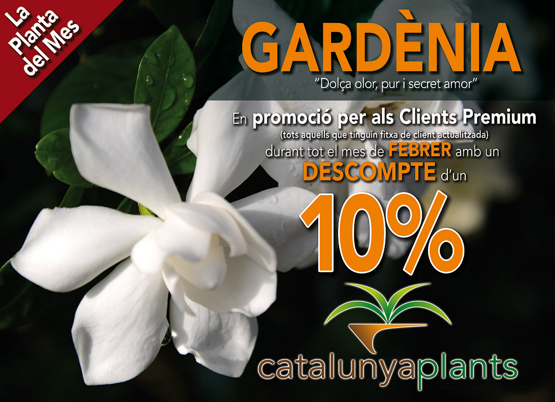 Planta del mes de Febrer: Gardènia amb un 10% de descompte
