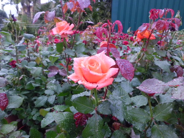 Ja tenim a la venda els Rosers de Primavera