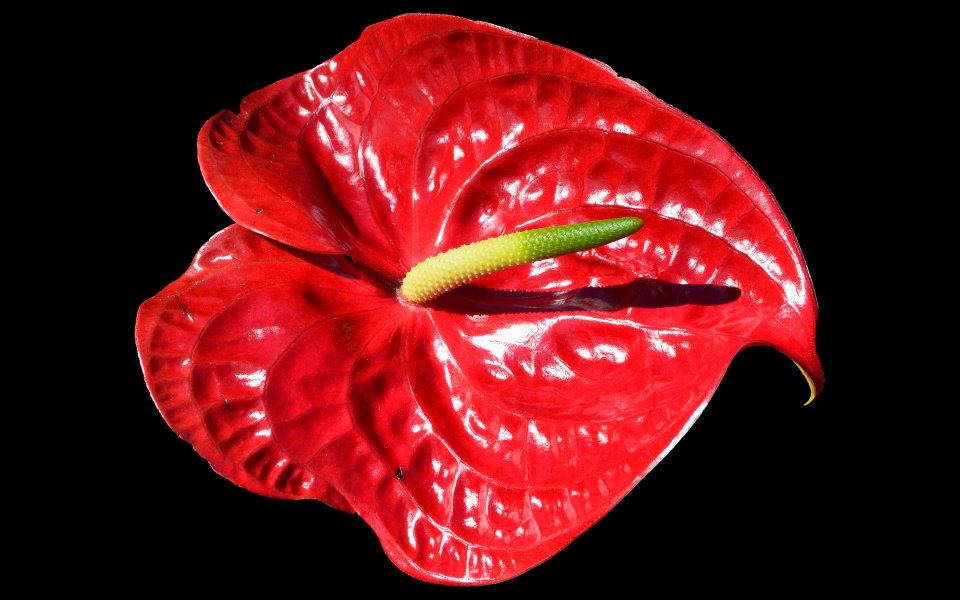 Planta del mes d´Abril: Anthurium amb un 25% de descompte.