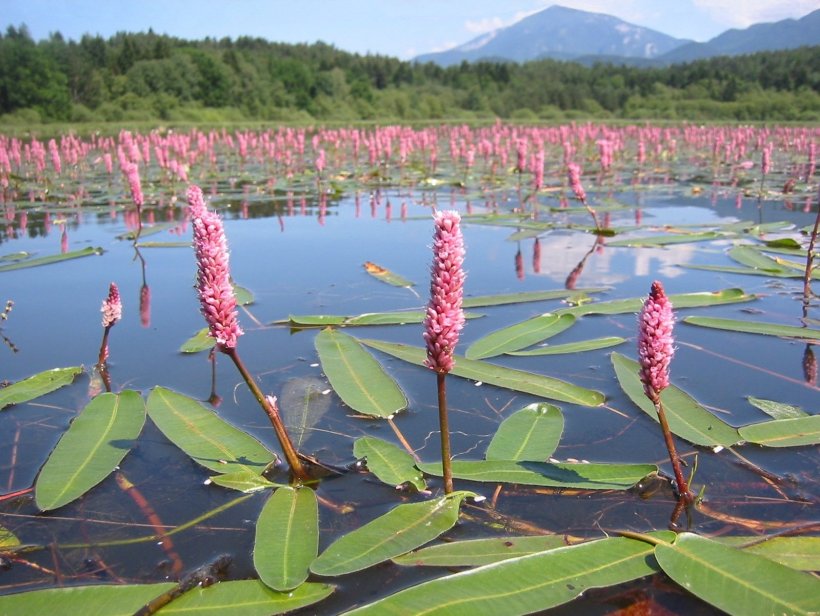 Les Plantes Aquàtiques: Les tenim gairebé totes.