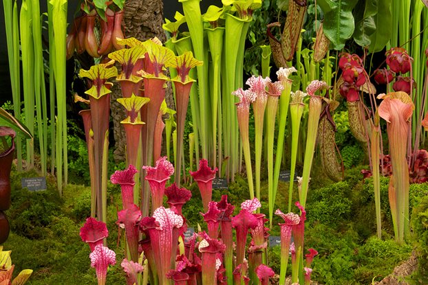 Sarracenia – La Planta Carnívora de les Gerres.