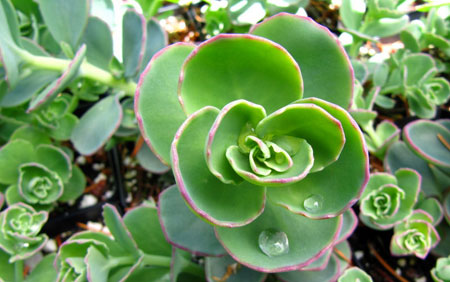 Sedum sieboldii – La Planta Pilarica.