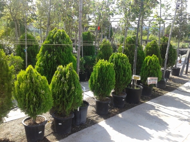 Oferta d´Estiu: Thuja aurea nana amb un 25% de descompte.