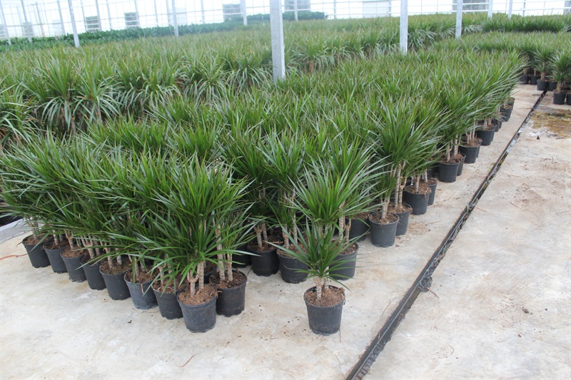 Planta del mes d´Agost: Dracaena marginata amb un 25% de descompte.