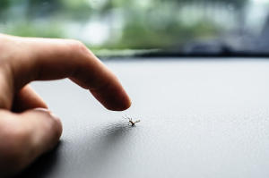 como-acabar-con-los-mosquitos-en-verano