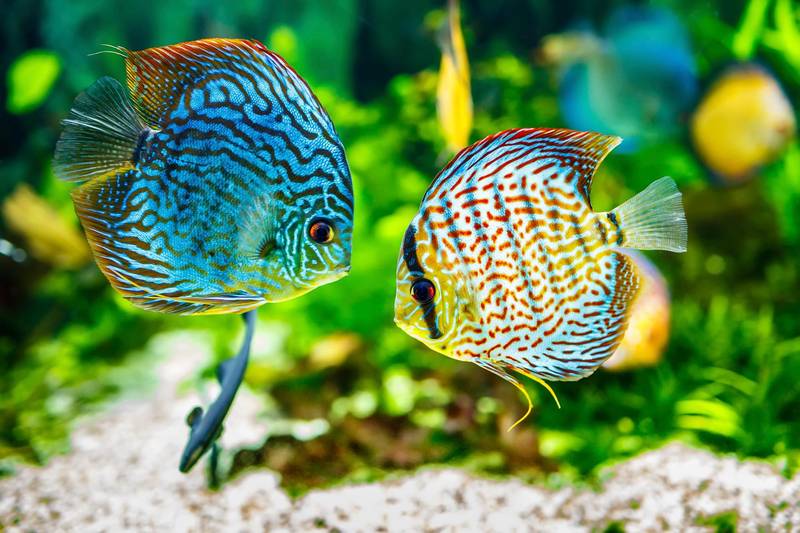 Com cuidar els peixos d’aquari durant les vacances