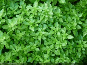 ocimum_basilicum_minimum