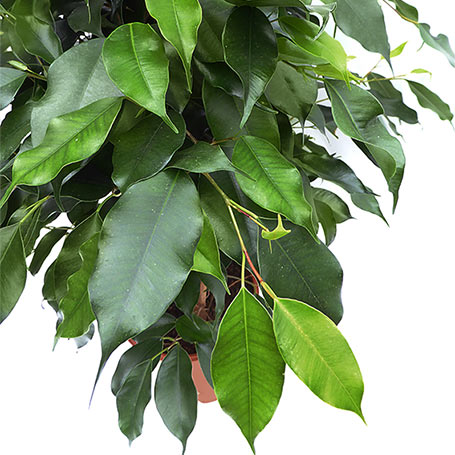 Gran Oferta: Ficus benjamina danielle de 150 cm. a 25 euros!