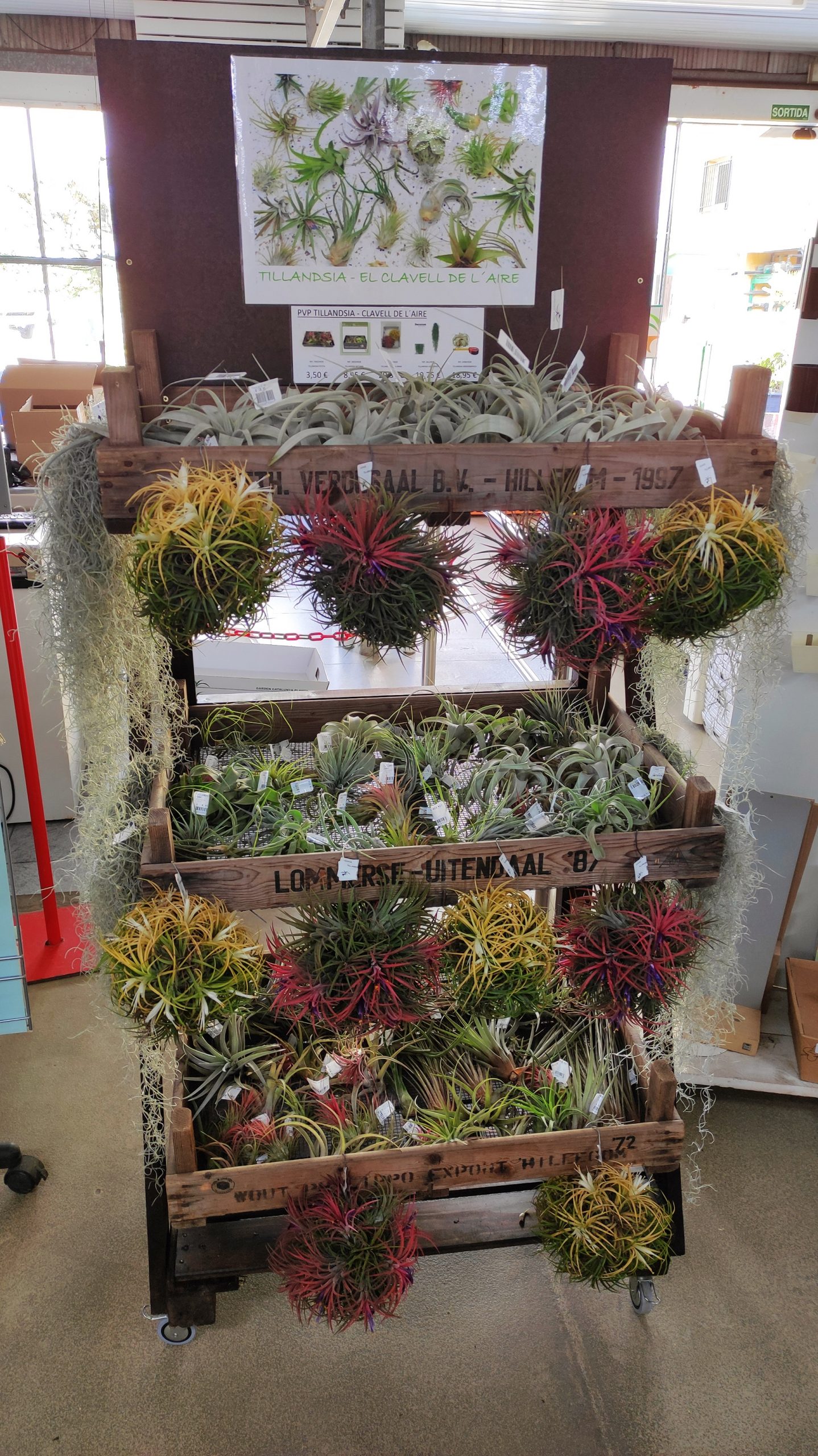 Tillandsia – El Clavell de l´Aire
